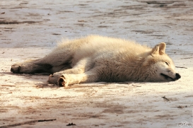 Pup10m12AuheimSas_Aslan-01