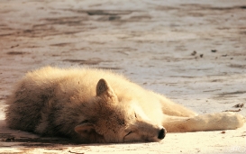 Pup10m12AuheimSas_Aslan-03