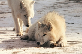 Pup10m12AuheimSas_Aslan-06