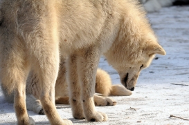 Pup10m12AuheimSas_Aslan-11