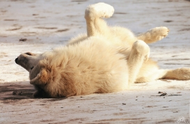 Pup10m12AuheimSas_Aslan-12