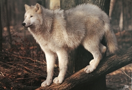 Pup10m12AuheimSas_Aslan-14