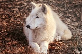 Pup10m12AuheimSas_Inuq-02