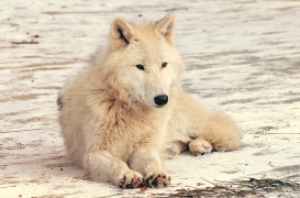 Pup10m12AuheimSas_Inuq-03