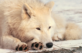 Pup10m12AuheimSas_Inuq-04