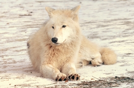 Pup10m12AuheimSas_Inuq-06