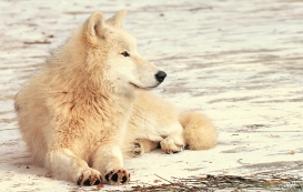 Pup10m12AuheimSas_Inuq-07