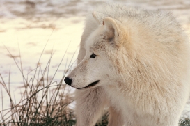 Pup10m12AuheimSas_Inuq-11