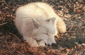 Pup10m12AuheimSas_Inuq-15