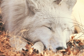 Pup10m12AuheimSas_Inuq-16
