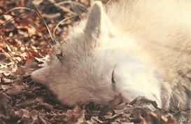 Pup10m12AuheimSas_Inuq-19