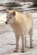 Pup10m12AuheimSas_Inuq-20