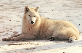Pup10m12AuheimSas_Monja-10