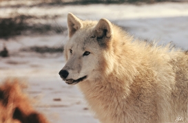 Pup10m12AuheimSas_Monja-14