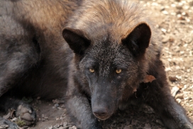 Pup11m12KasselburgKati_Young-04