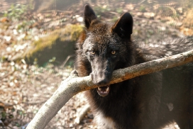 Pup11m12KasselburgKati_Young-07