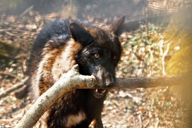Pup11m12KasselburgKati_Young-08