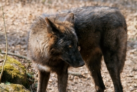 Pup11m12KasselburgKati_Young-09