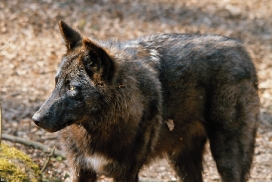 Pup11m12KasselburgKati_Young-10