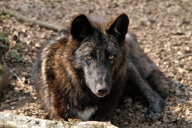 Pup11m12KasselburgKati_Young-11