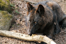 Pup11m12KasselburgKati_Young-13
