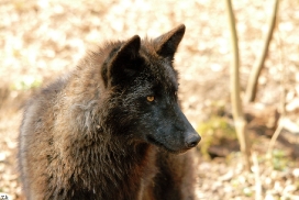 Pup11m12KasselburgKati_Young-16