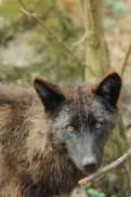 Pup11m12KasselburgKati_Young-21