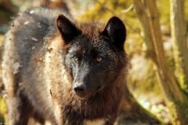 Pup11m12KasselburgKati_Young-28