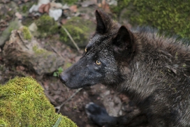 Pup11m12KasselburgKati_Young-30