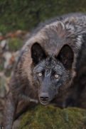 Pup11m12KasselburgKati_Young-32