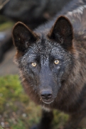 Pup11m12KasselburgKati_Young-33