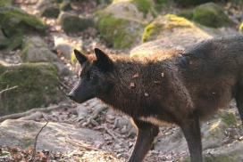 Pup11m12KasselburgKati_Young-36