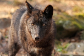 Pup11m12KasselburgKati_Young-37