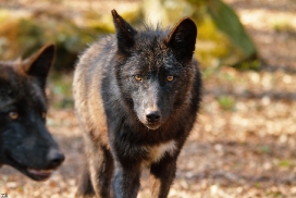 Pup11m12KasselburgKati_Young-38