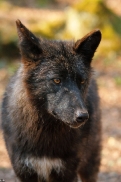 Pup11m12KasselburgKati_Young-40