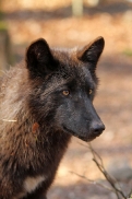Pup11m12KasselburgKati_Young-42