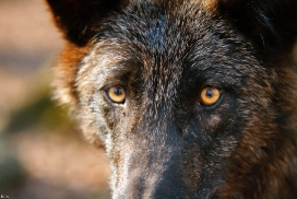 Pup11m12KasselburgKati_Young-44