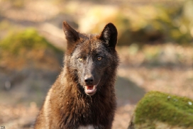 Pup11m12KasselburgKati_Young-48