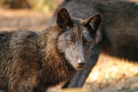 Pup11m12KasselburgKati_Young-49
