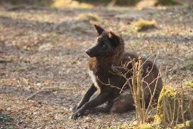 Pup11m12KasselburgKati_Young-50