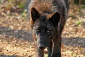 Pup11m12KasselburgKati_Young-55