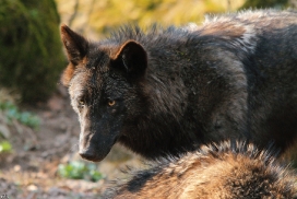 Pup11m12KasselburgKati_Young-56