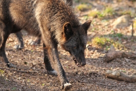 Pup11m12KasselburgKati_Young-57
