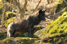 Pup11m12KasselburgKati_Young-58