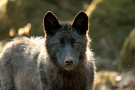 Pup11m12KasselburgKati_Young-59