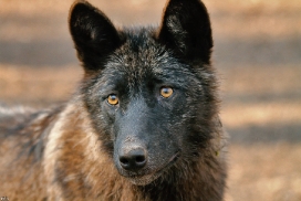 Pup11m12KasselburgKati_Young-60