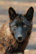 Pup11m12KasselburgKati_Young-61