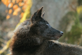 Pup11m12KasselburgKati_Young-65