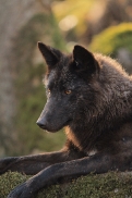 Pup11m12KasselburgKati_Young-68