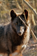 Pup11m12KasselburgKati_Young-69